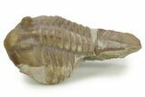 Bargain, Fossil Subasaphus Laticaudatus Trilobite - Russia #363105-2